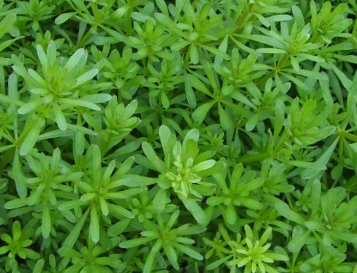 病倒|田里的恶性杂草,猪食用会“病倒”,却是上好野菜,入药用途广泛