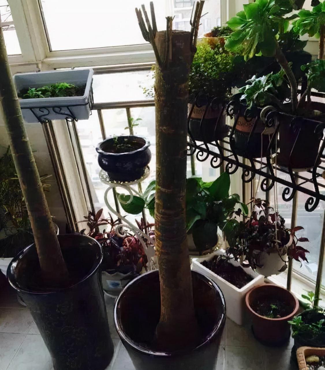 别人把枯树都扔了,捡回来一顿大刀,30天撑起一个客厅