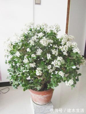 客厅养花选择6种树，自带财气，叶片油绿，旺财、旺人