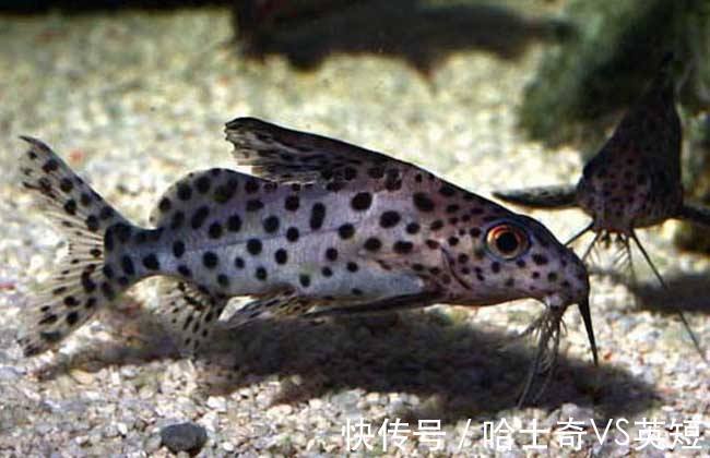 水族|对新人极其友好，十大养不死的观赏鱼