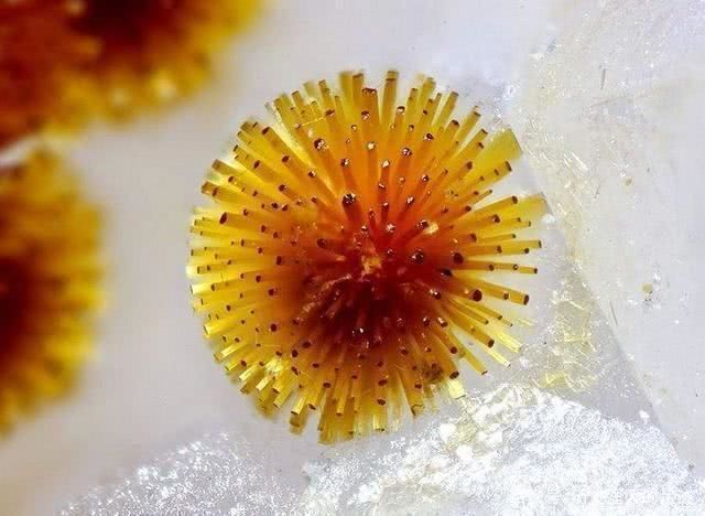 不灭|秦始皇陵千年不灭的油灯,史书上说是靠鲛人油?科学告诉你答案