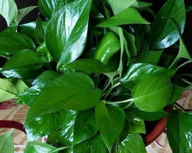 1年四季只用“2种水”浇花，盆土疏松不板结，很实用