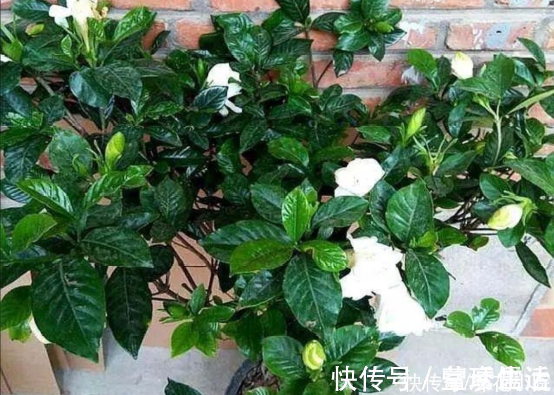 黄化病|3种喜酸性的花，容易出现黄叶子，要勤浇“酸水”