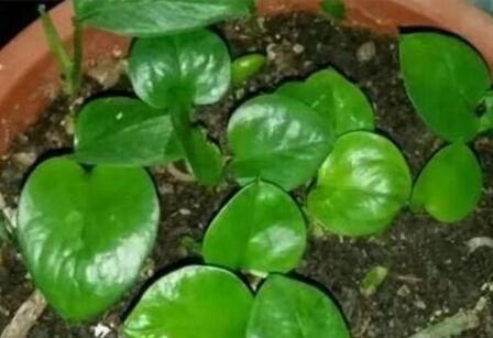 君子兰|家里4种药片,过期不要扔,都是养花宝贝,比花肥好用10倍