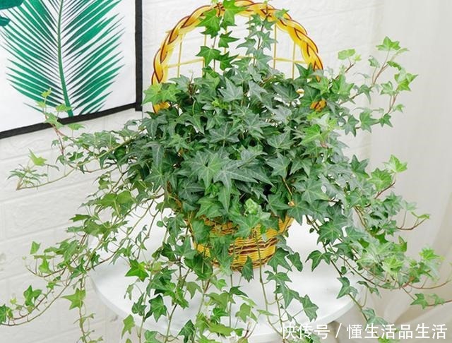 家里卫生间,就养6种花,吸潮气除异味,厕所变成“绿植园”!