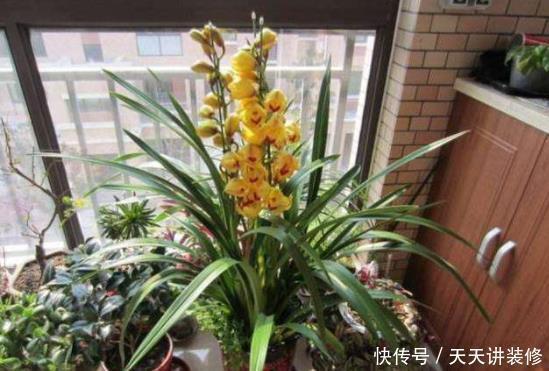 冬季给花浇水,4种“夺命水”不要浇,室内易伤根,养一盆死一盆