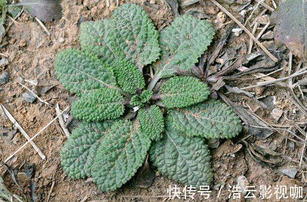 煮水|女性常用此草煮水，腰不痛腿不麻，调理气息，子宫越来越干净