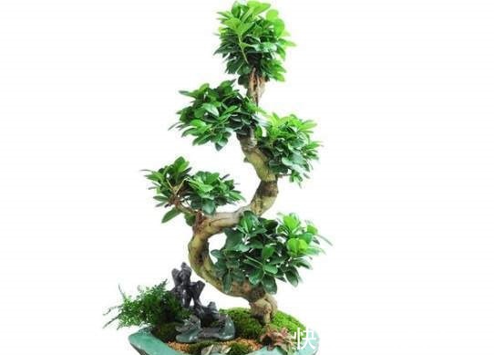 传家宝|阳台再小,也能养3种树,小盆就能养,个个都是“传家宝”