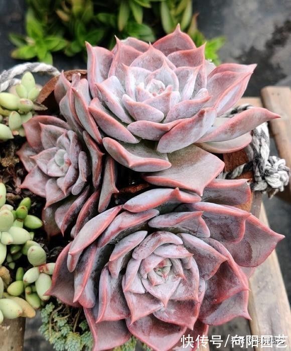 露养的多肉,可以长时间淋雨吗?肯定可以淋,而且不会黑腐