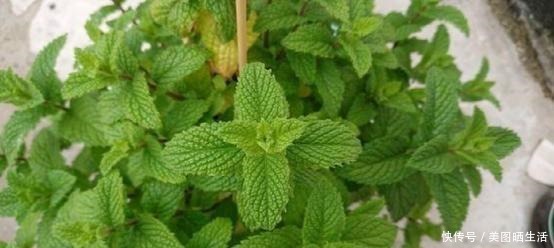 老公用轮胎“造景”盖鱼池,扔几颗碗莲,种几盆薄荷,美得不像话!