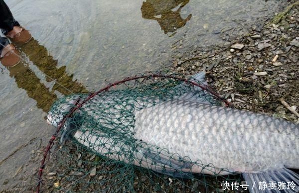 钓鱼|窝料打下去后,怎么都不发窝,到底是没有鱼,还是死窝了