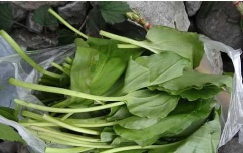 长在缝中的野菜,简单凉拌就好吃,味道似韭菜,春天的美味
