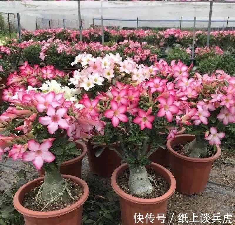 家里养沙漠玫瑰,春天做好“两多一少”,开花多又美