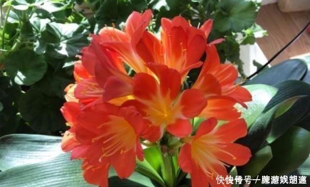 软颗粒|养君子兰有“讲究”,教你几个小技巧,呼呼长叶,棵棵开花