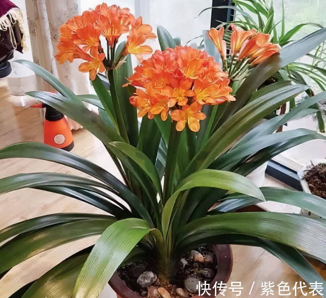 长寿花|立秋后,3种花要及时“翻盆”,不然影响“生长”和开花
