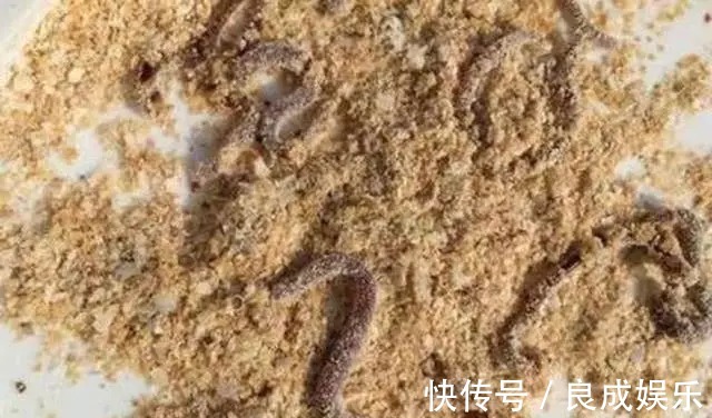 蘸饵|天气越来越冷,用蚯蚓钓鱼,多一个小步骤事半功倍