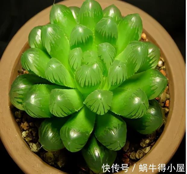 玉露|适合7月养的多肉植物，皮实好养颜值高，喜欢别犹豫，适合新手