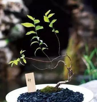 她把家里的破盘子改造成景观盆栽,不花一分钱