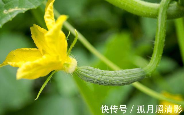 买黄瓜时，如何辨别激素黄瓜菜农记住这四点，再也不会挑错
