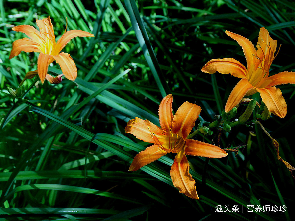 农村|是药也是菜,农村随处可见,看到就摘多点,吃不完晒干存起来