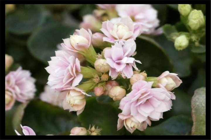 长寿花|5天浇一次这种”肥水“,长寿花15天冒花芽,一个月开出大花球!