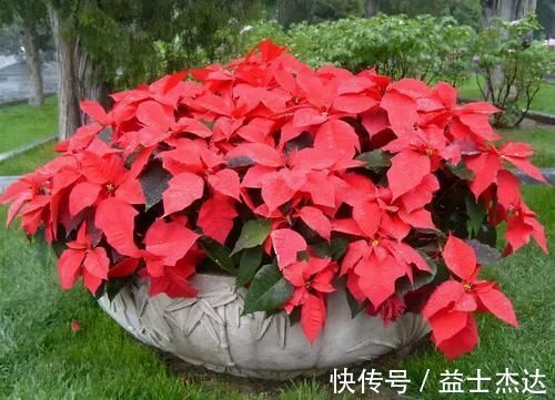 这3种花卉终将被淘汰,好看是次要的,关键是有毒