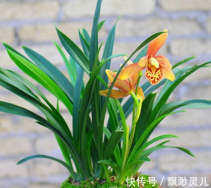 养兰花的“小妙招”,年后做好这“2步”,新芽才能翻倍长!