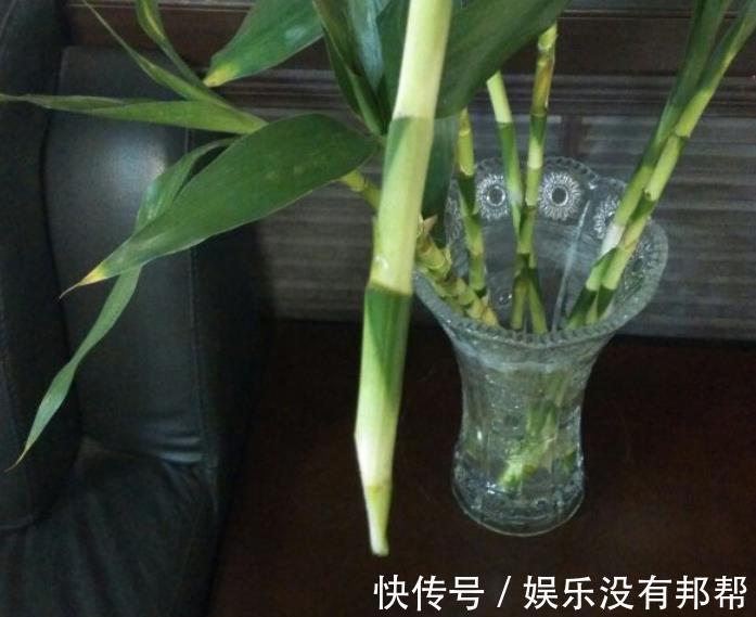 主干|水培富贵竹,春节前后养不活,聪明人都玩养成,在夏秋入手