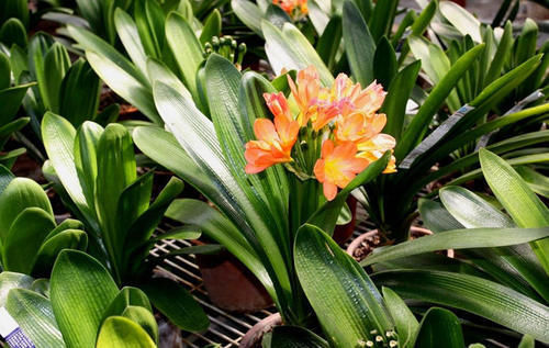 花肥|君子兰是个小馋猫,入秋后多用这3种零食,当花肥开花多