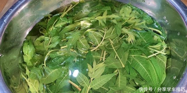 香椿吃不完,教你如何保存香椿,特别简单,随吃随取
