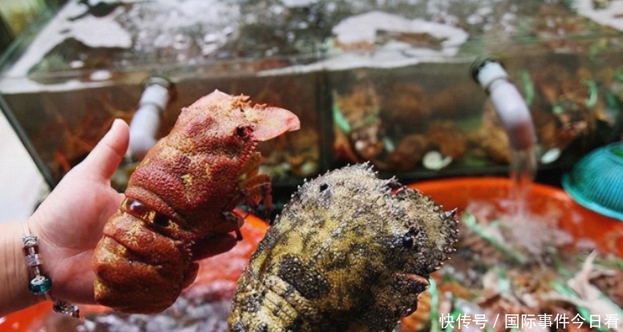 想要|印度“拖鞋虾”泛滥成灾,想要出口到我国,我国吃货:不敢恭维