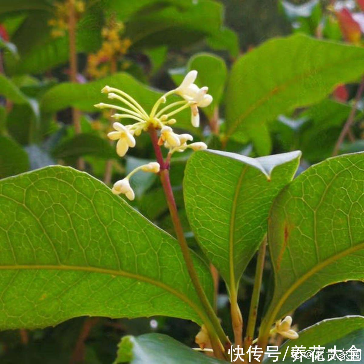 农村人的院子超上档次，种花不在多，关键是选好品种