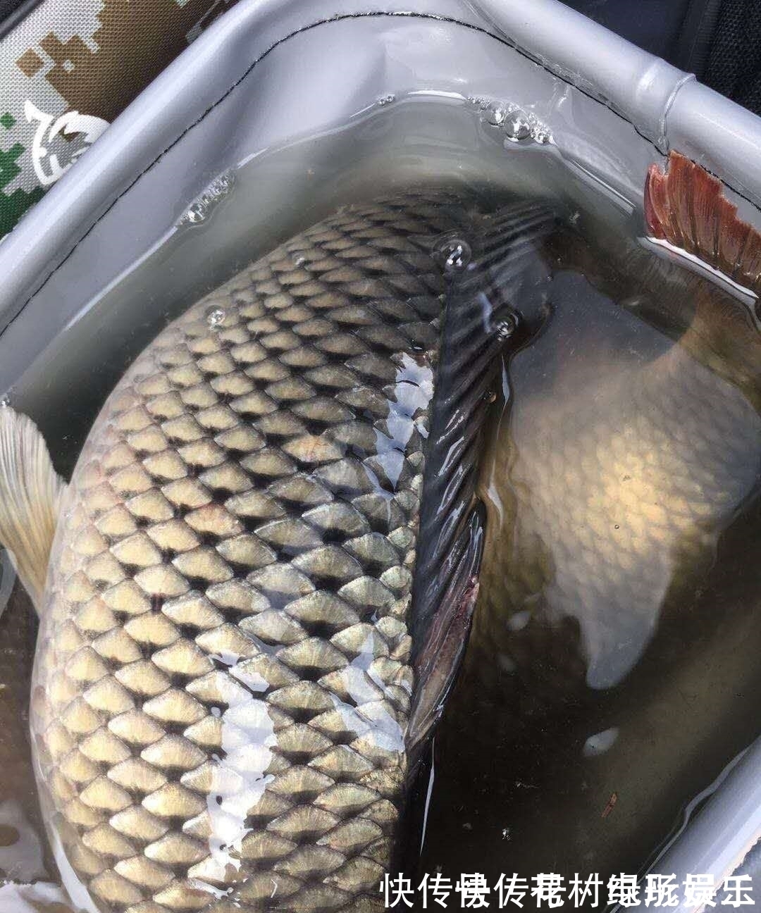 蓑笠哥|降温后钓鲤鱼的思路,逐渐开始活跃,不好吃但手感好