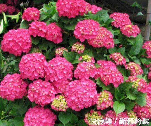 李时|4种花对待懒人超友好的，一个月不浇水都没事，颜值超高的
