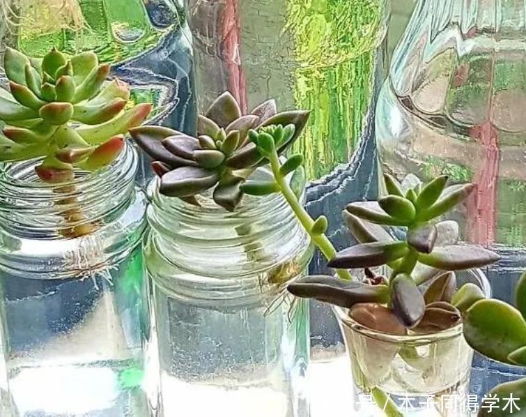 天热多肉难活？聪明人一到夏季就扔水里，养1个月胖得不成样