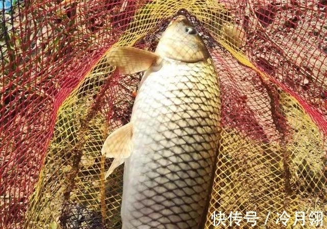 钓鲫鱼却总遇到鲤鱼?春季野钓这样搭配线组,才能大小兼收