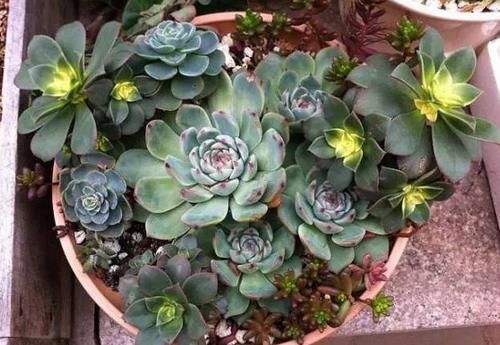 珍珠|养多肉植物,做到此3点,叶子圆润如珍珠,色似糖果五颜六色