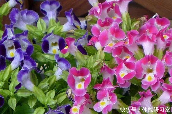 秋天的院子，养点喜欢的花，乐得自在！