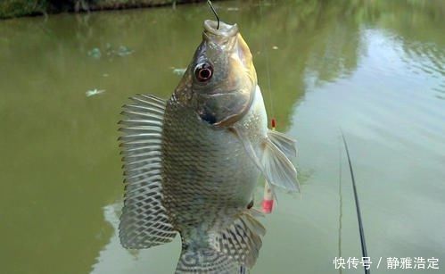 中国居民膳食指南|3种鱼不能买,对身体健康“有害”,营养师提醒:再便宜也不能吃