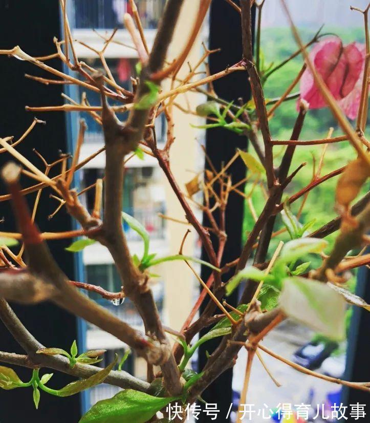 10种花,一降温就黄叶,赶紧换个地方养