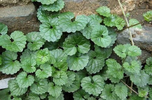 金钱草|外形似金钱草,人称“透骨消”,隔三差五煲汤喝,钻筋透骨有奇效