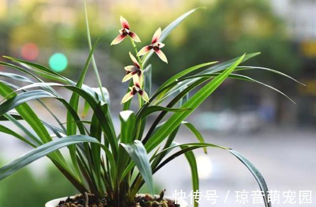 肥料|养兰花少不了这4种“小东西”,家中要常备,养好兰花很简单