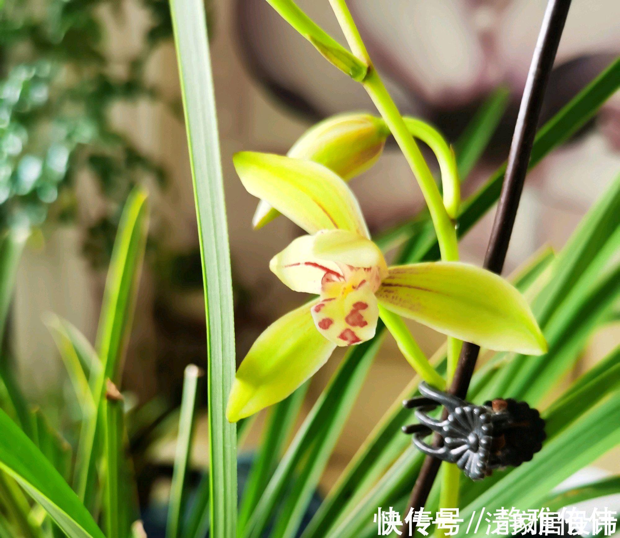 停歇|金边建兰为什么一直发芽不会开花?分盆换房子,花开不停歇