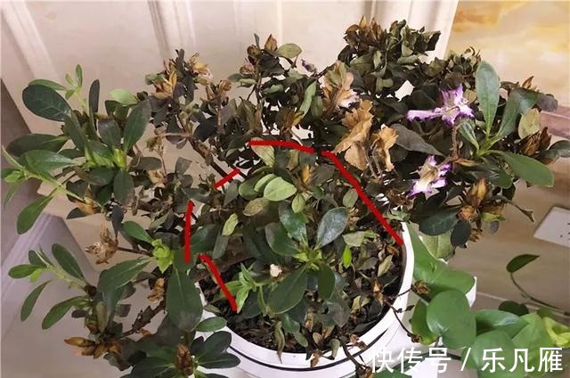 养花技巧快死的花,剪一刀立马活,还能再开花!