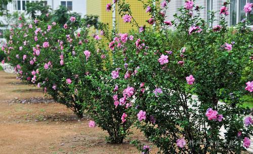 有个小院子,定要种上6种花,皮实又好养,长成传家宝!