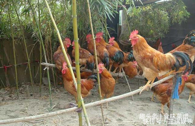 八十年代的鸡肉真香,为什么现在吃不出香味肉质发柴,难以下咽