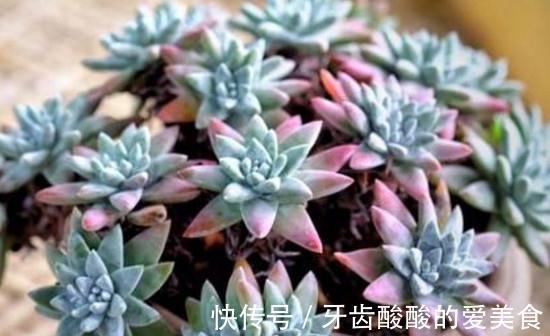 仙女杯的养殖方法和注意事项,做好这些基础,植株健康生长旺盛