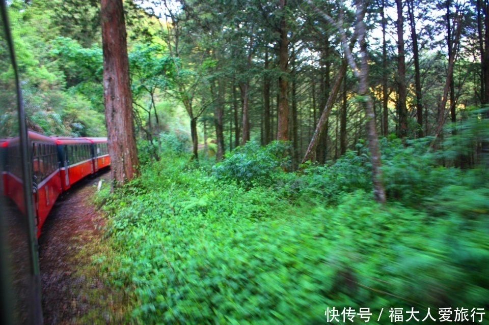 盐田|亚洲树王2300岁高龄，就在阿里山，需十几人才能合抱