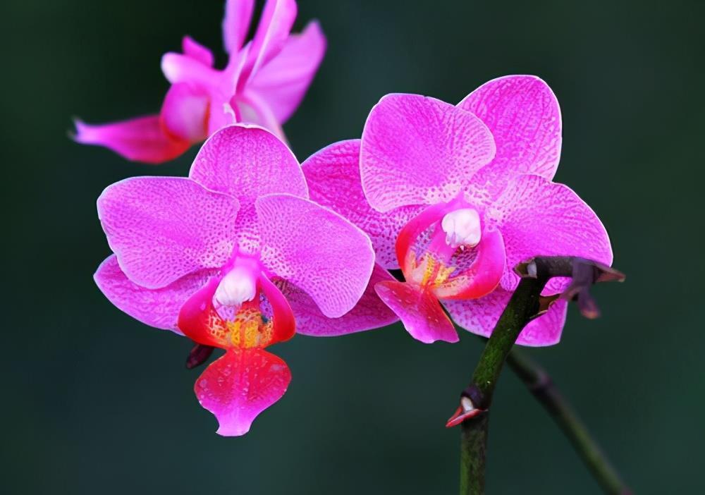 解决|蝴蝶兰叶片发软开花不积极,哪里出了问题,先从这2点解决