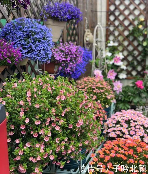 养花有3个“讲究”,执行到位,家里院子和露台“美如仙境”!